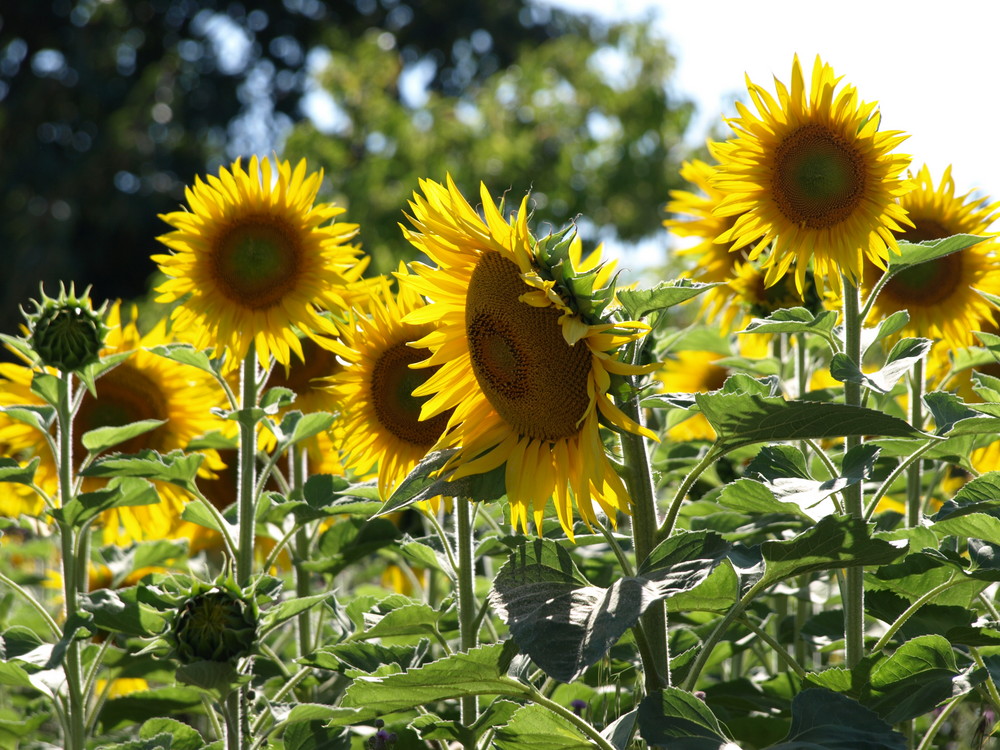 tournesol