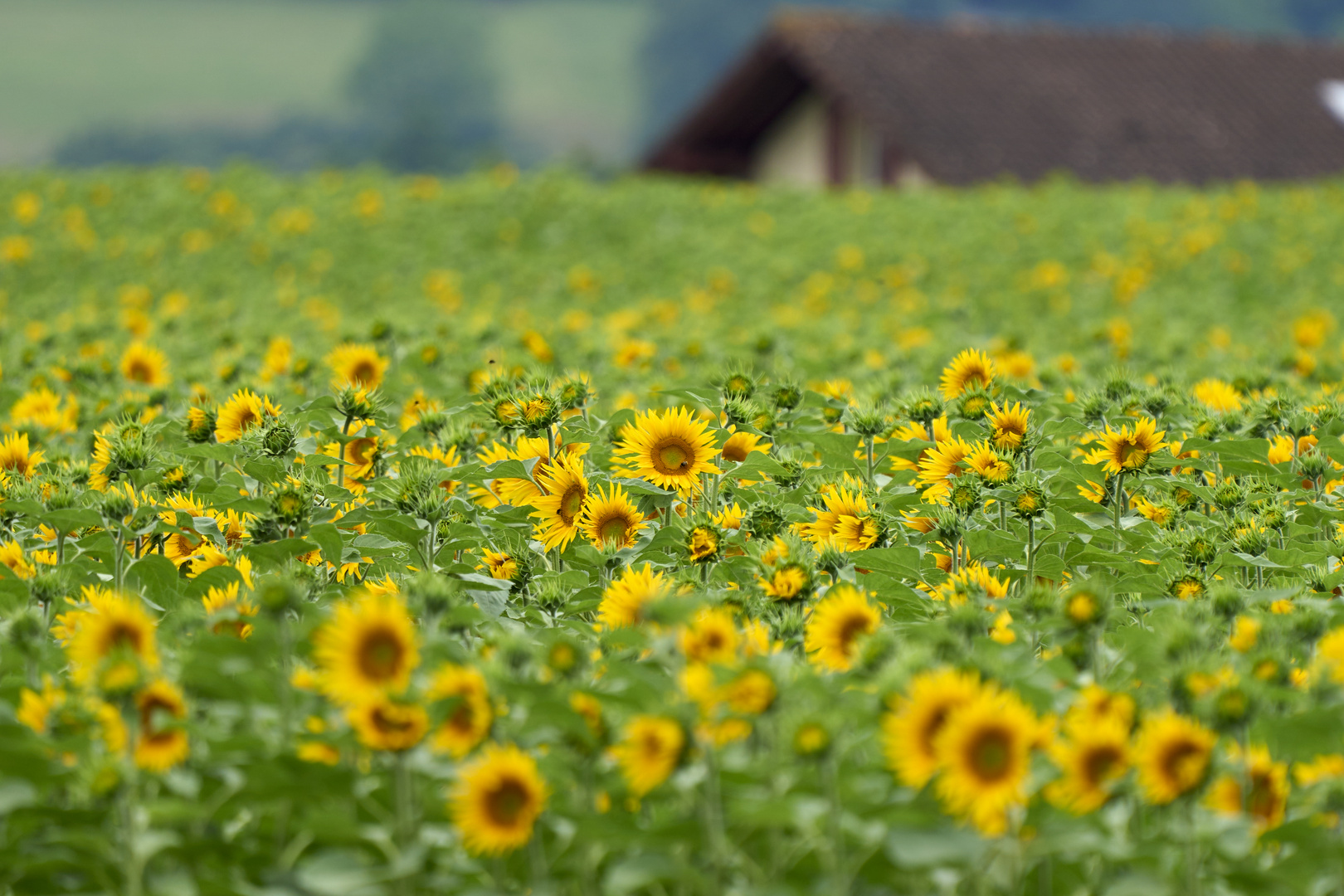 Tournesol