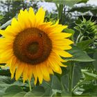 Tournesol