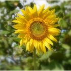 tournesol