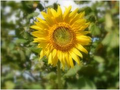 tournesol