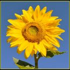 tournesol