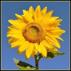 tournesol