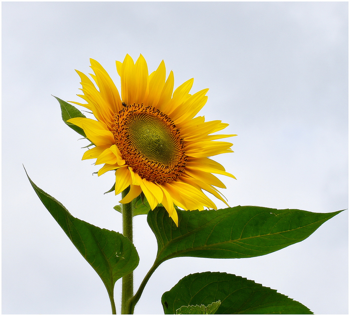 tournesol