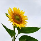 tournesol