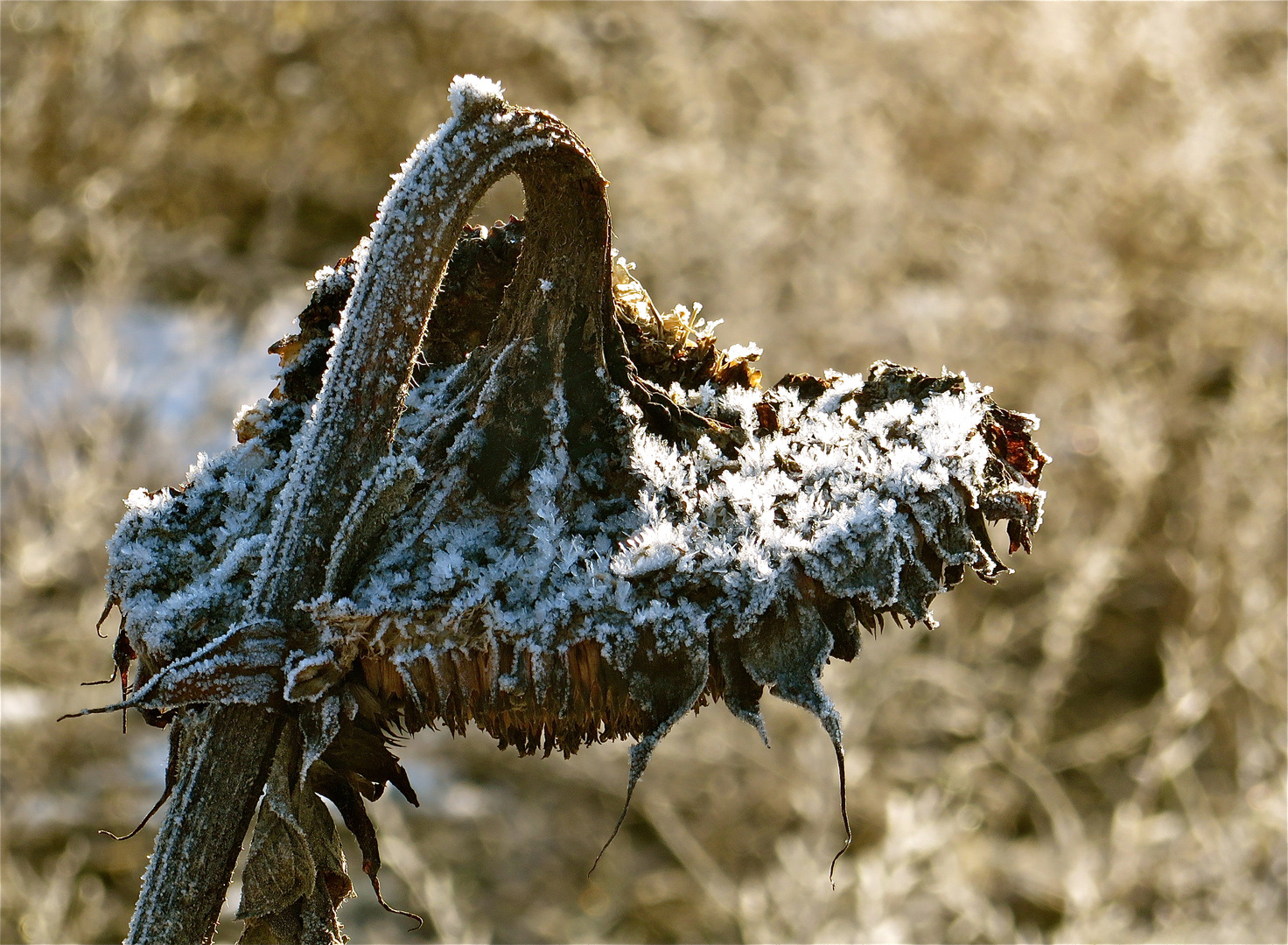 ...tournesol dans hiver !!!...