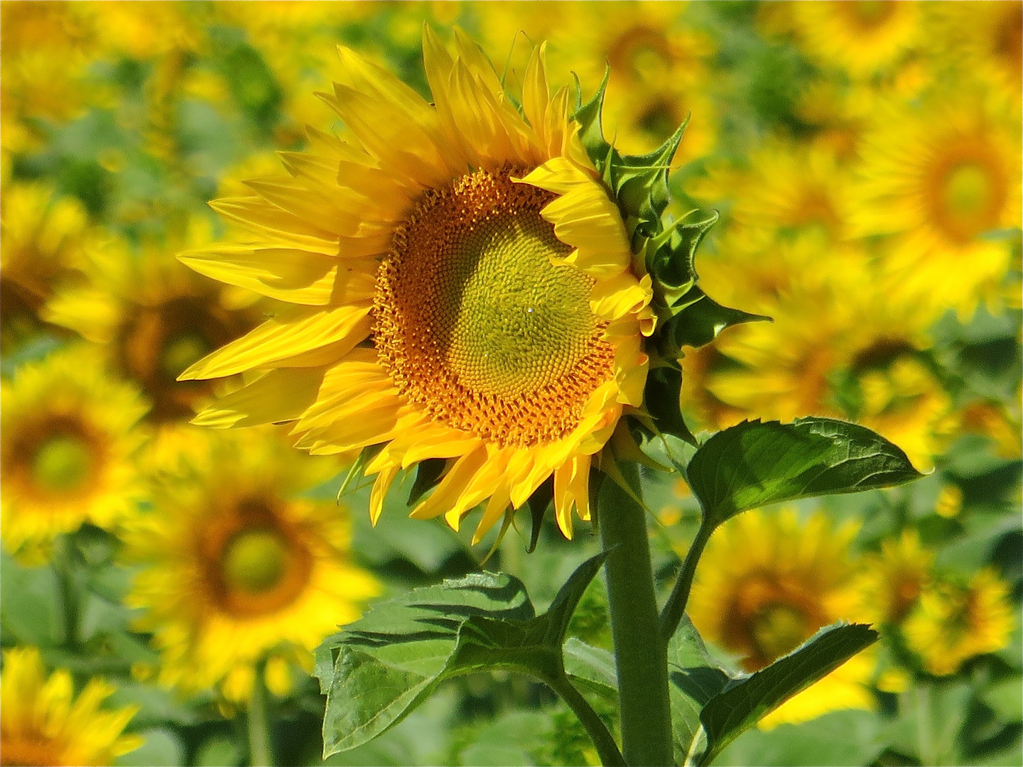 ... tournesol !!!...