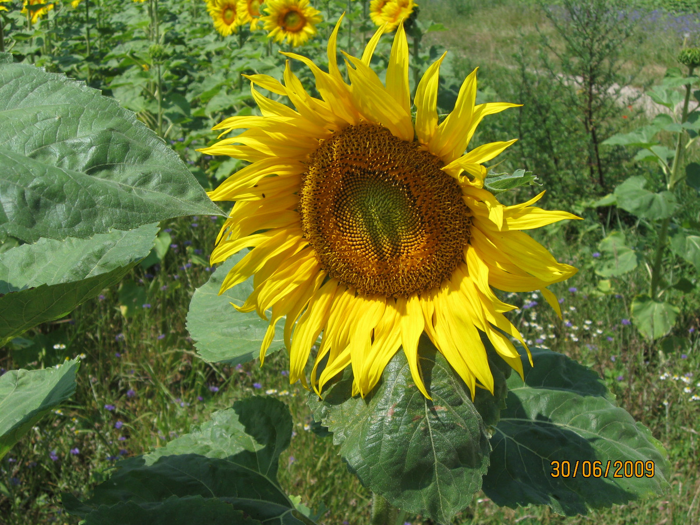 tournesol de Dijon