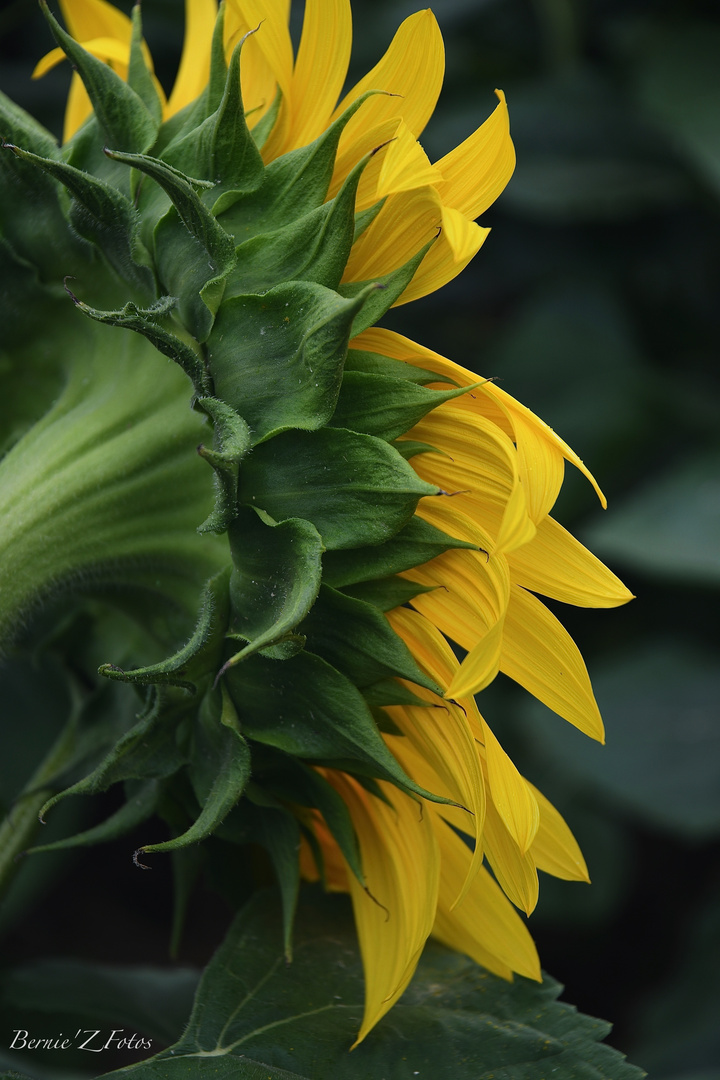 Tournesol de profil