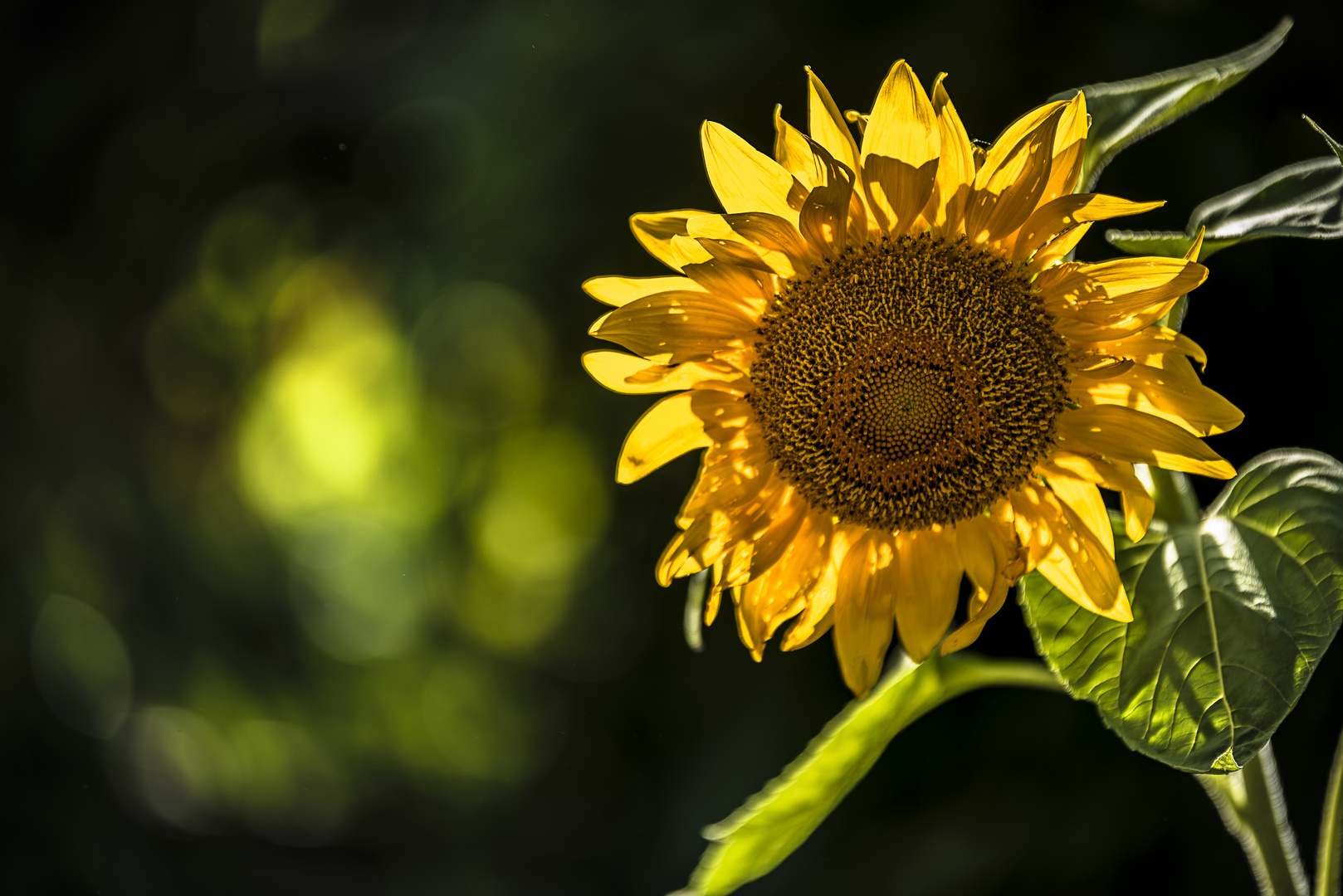 Tournesol du Jardin Botanique de Montréal