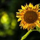 Tournesol du Jardin Botanique de Montréal