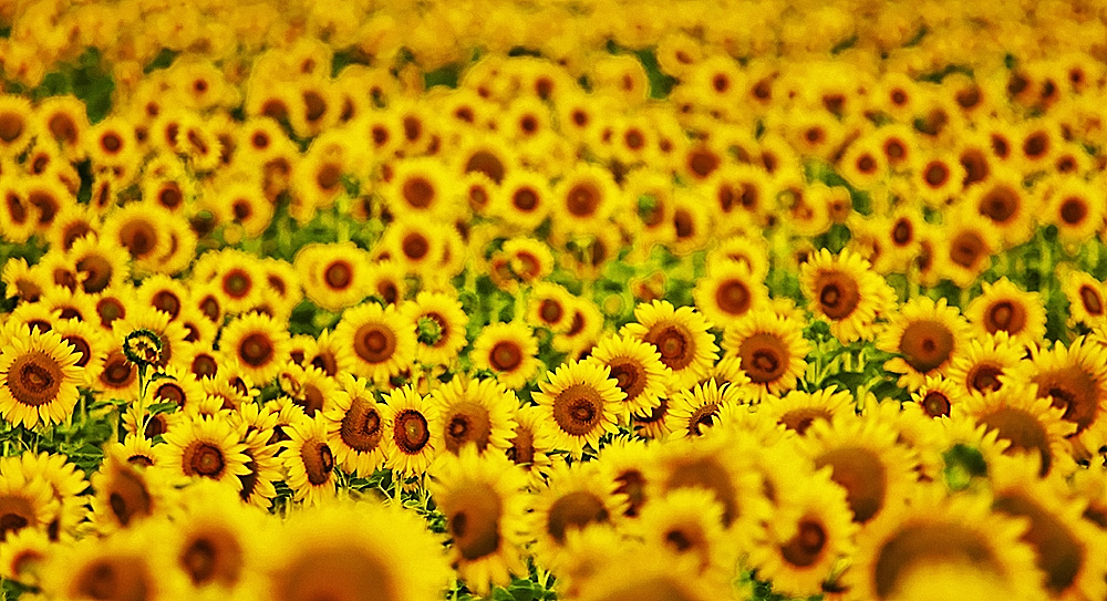 Tournesol...