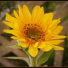 tournesol