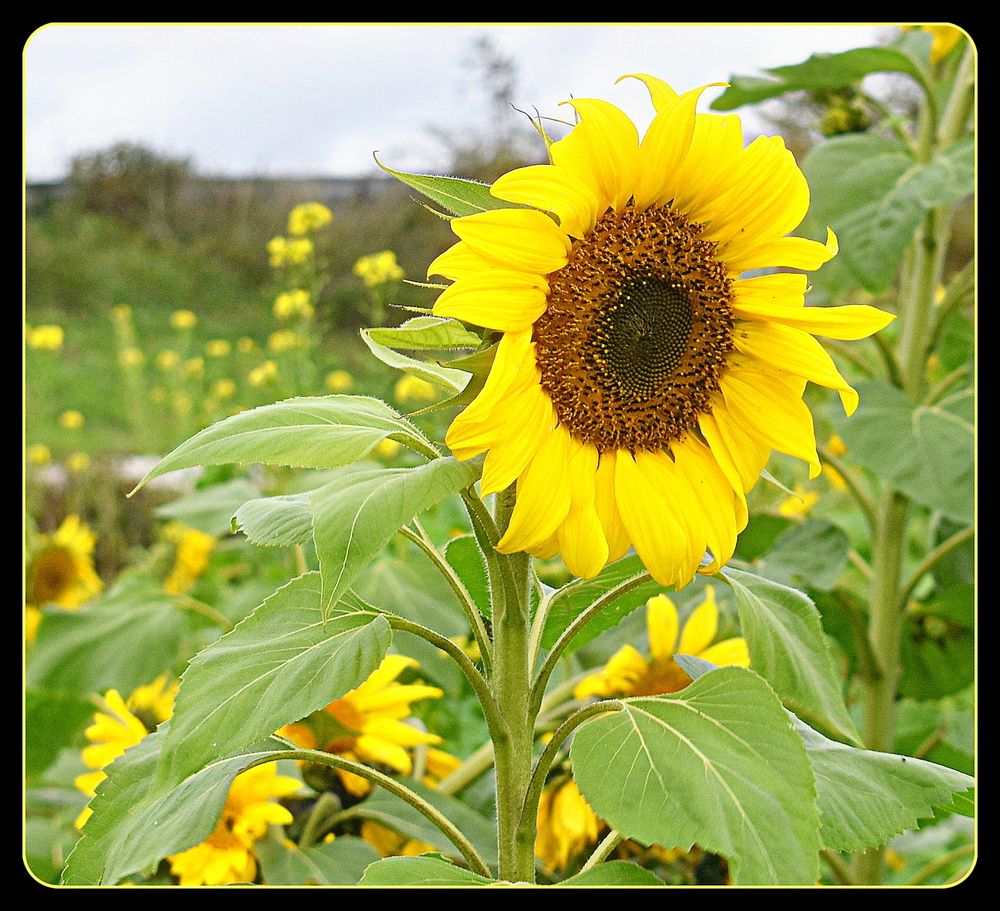 tournesol