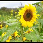 tournesol