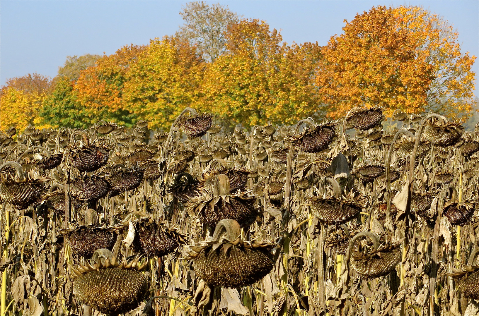 ... tournesol en octobre !!!..