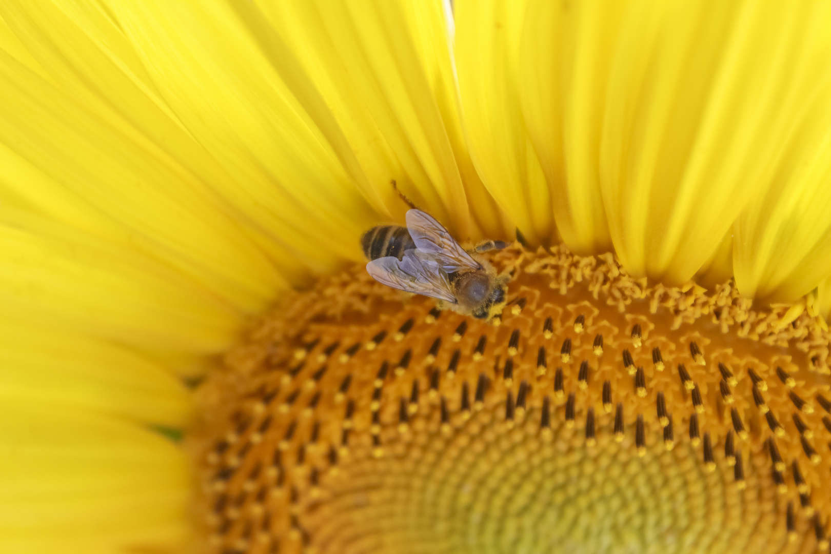 Tournesol et abeille