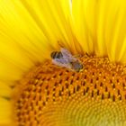 Tournesol et abeille