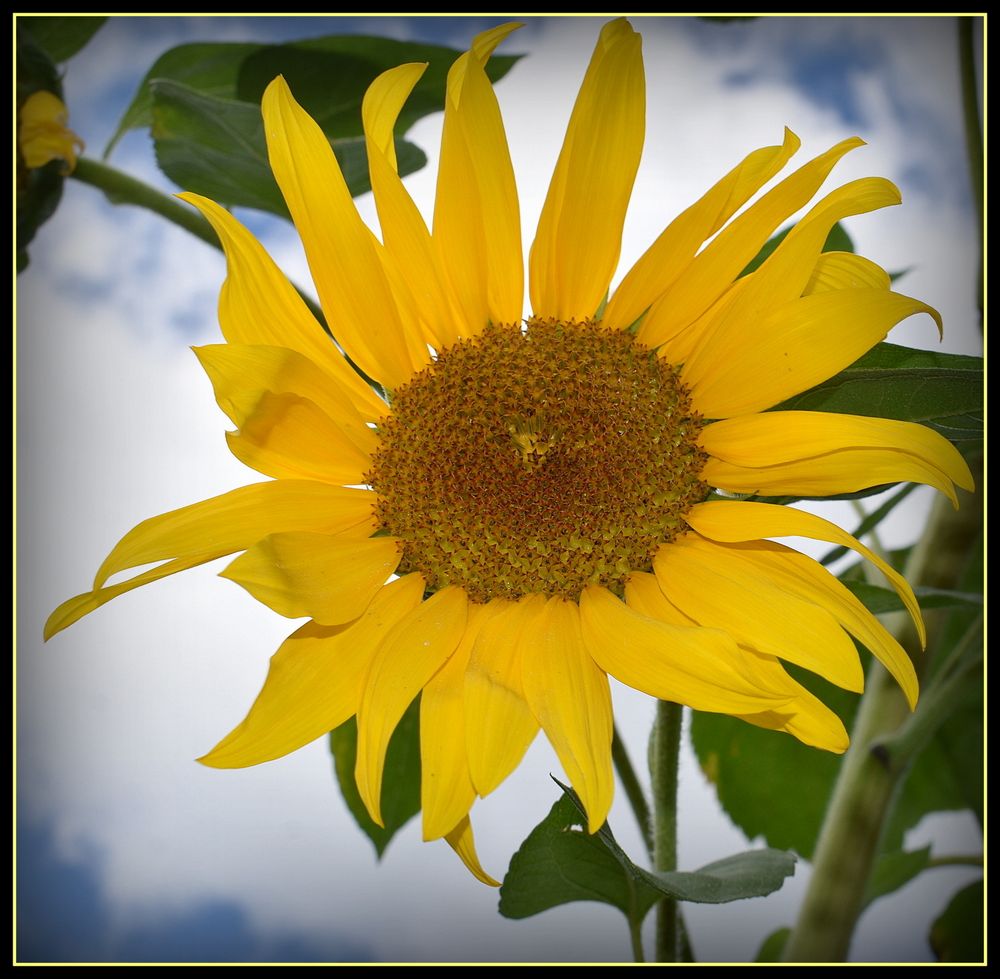 tournesol