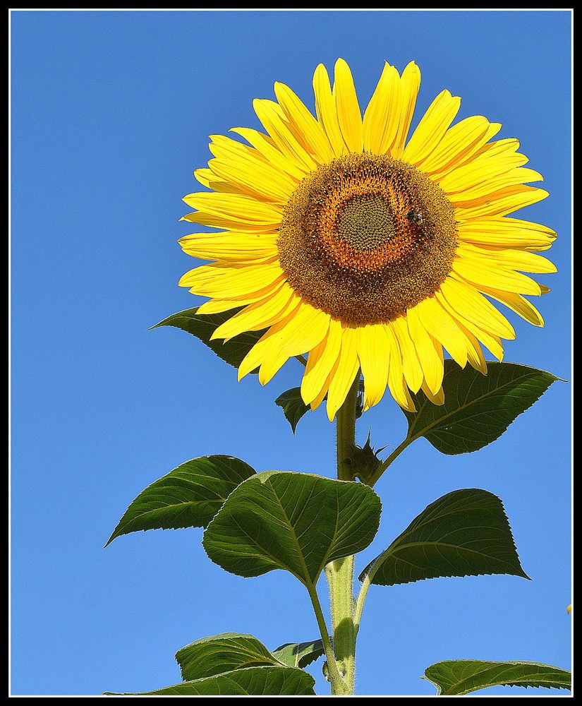 tournesol