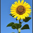 tournesol