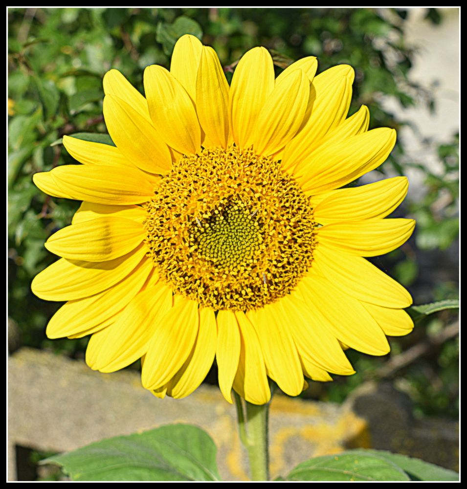 tournesol