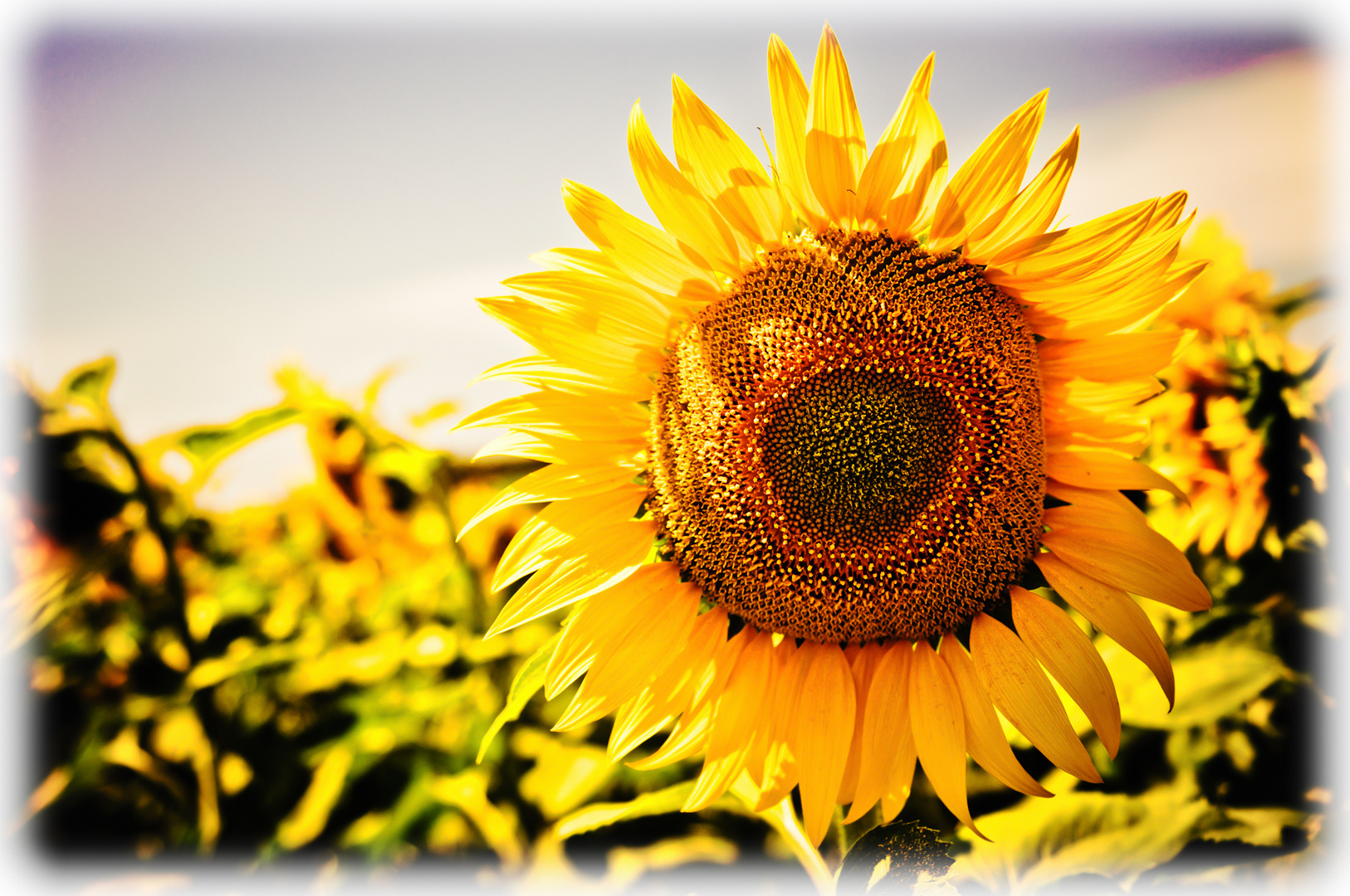 ..tournesol..