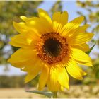 tournesol