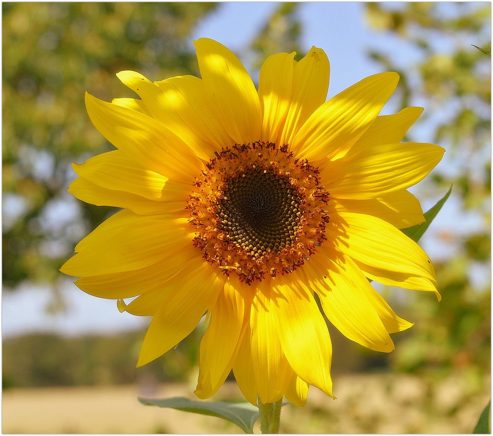 tournesol