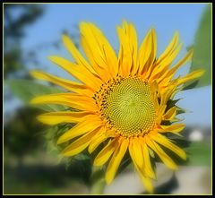 tournesol