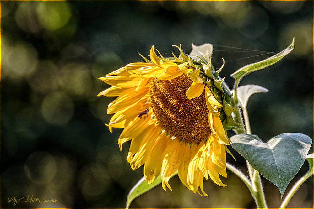 Tournesol - Helianthus annuus