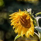 Tournesol - Helianthus annuus