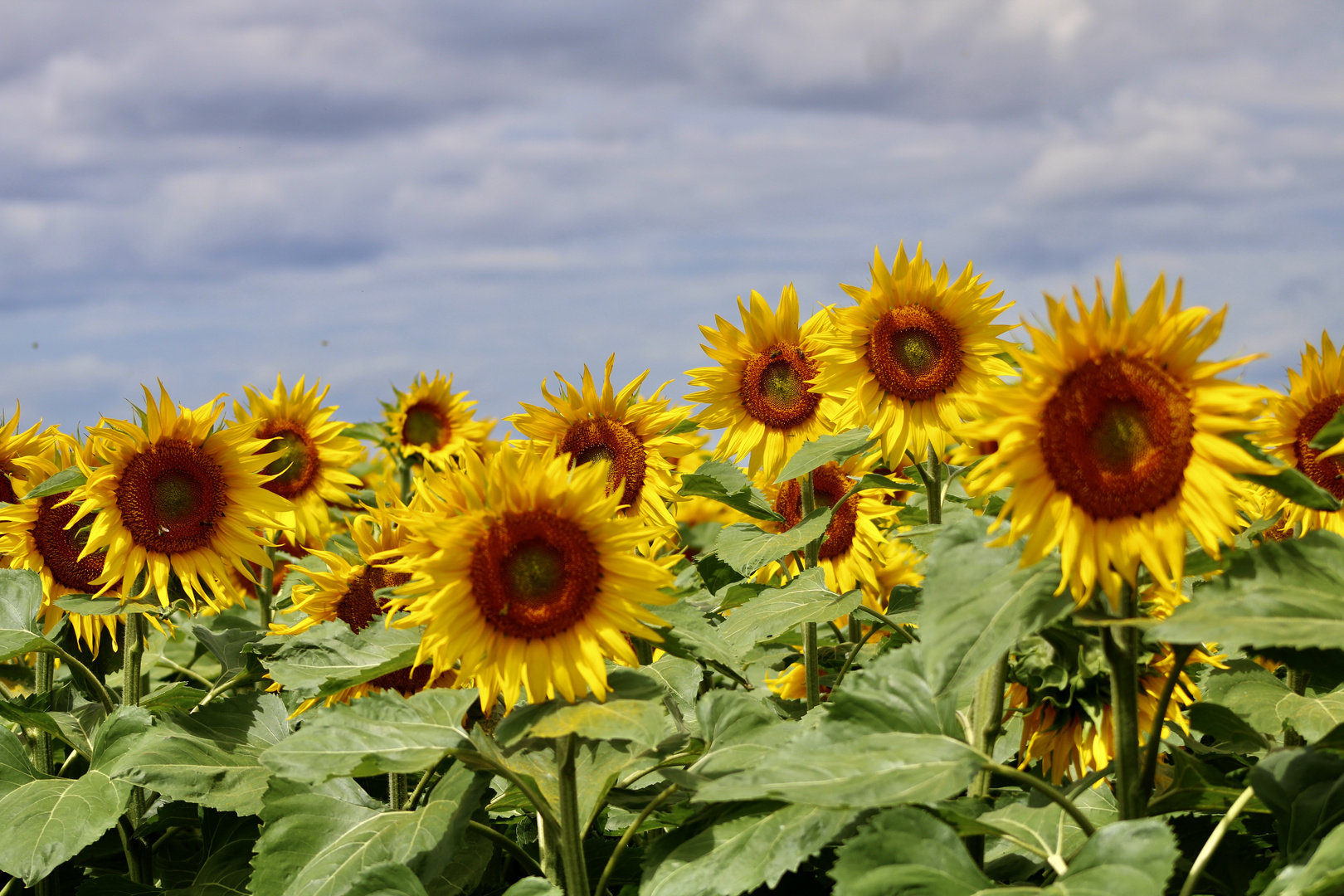 ... Tournesol Juin 2020 !!!...