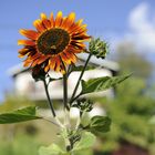 Tournesol ou soleil