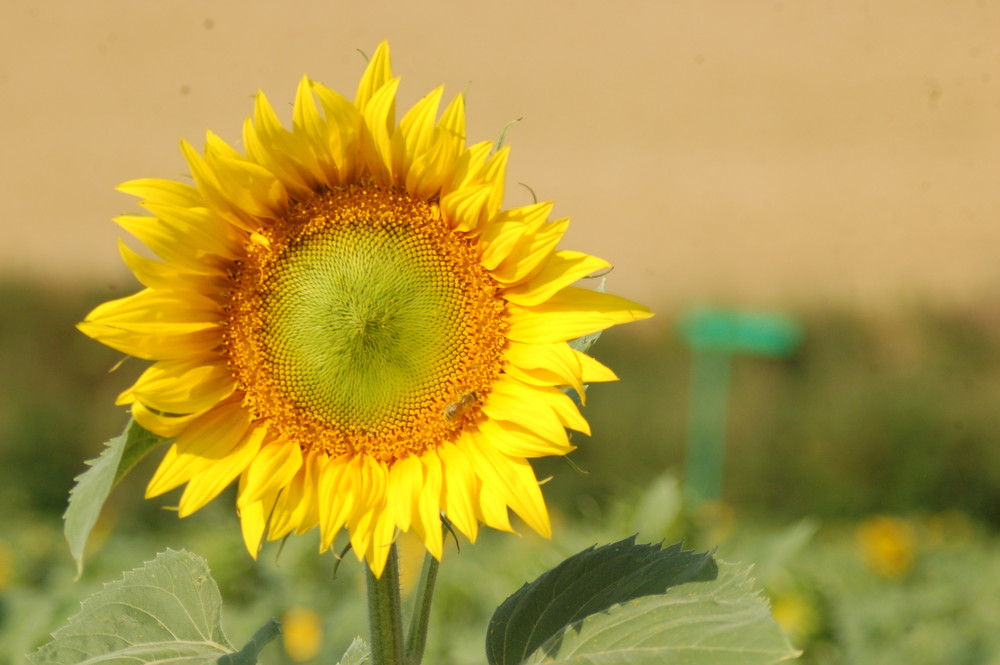 tournesol( soleil me voila)