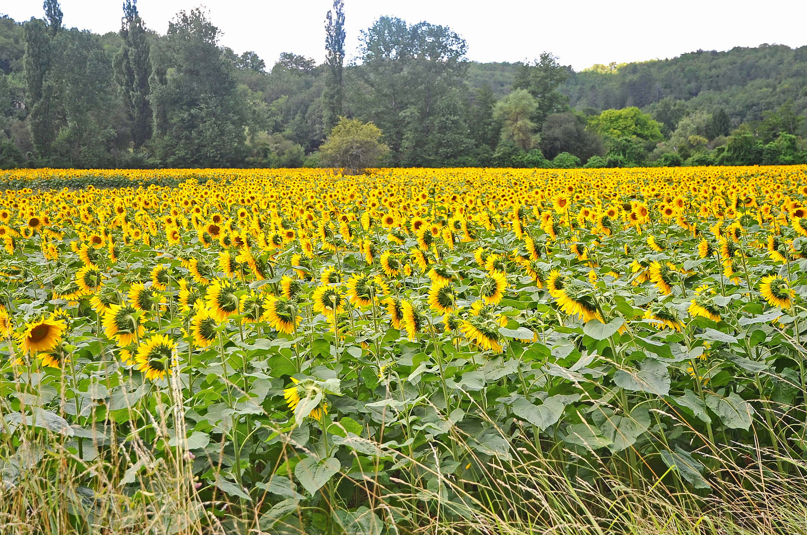 tournesol, tu me fais tourner la tête ...! 