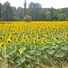 tournesol, tu me fais tourner la tête ...! 