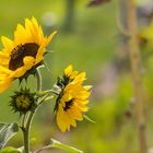 Tournesol_5182