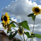 Tournesols