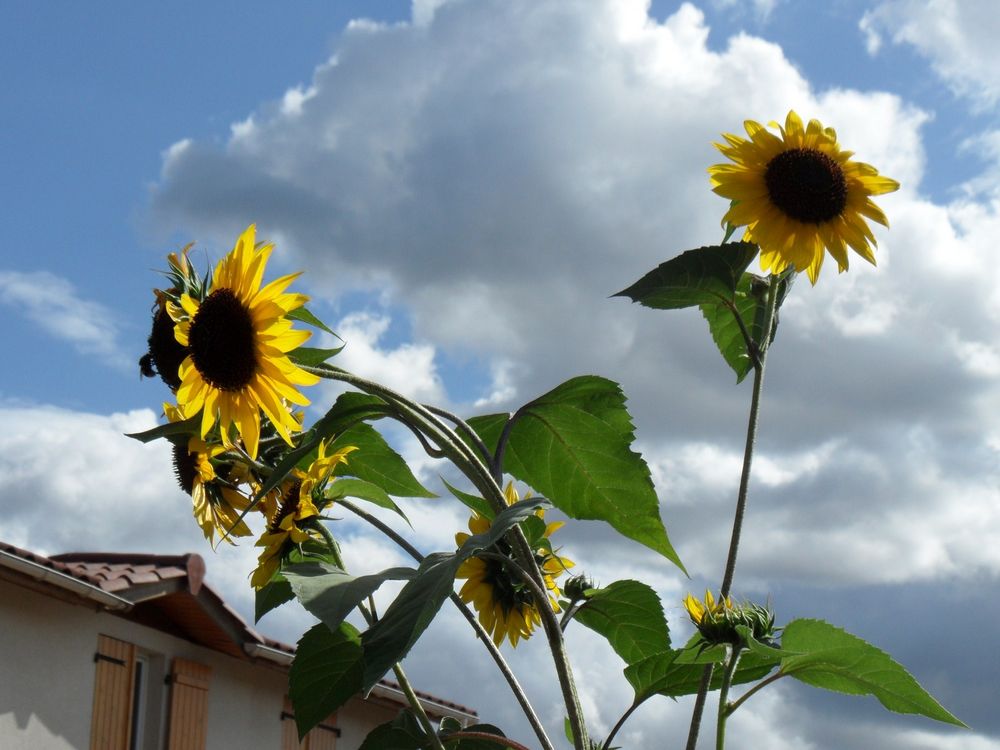 Tournesols