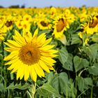 Tournesols