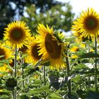 tournesols