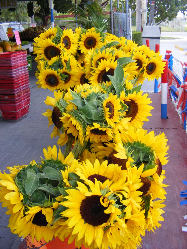 tournesols