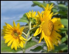 tournesols