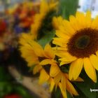 Tournesols