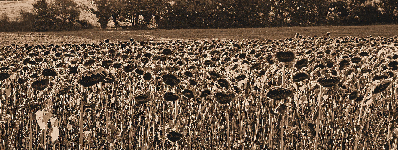 Tournesols