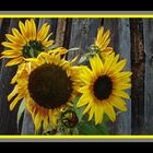 Tournesols