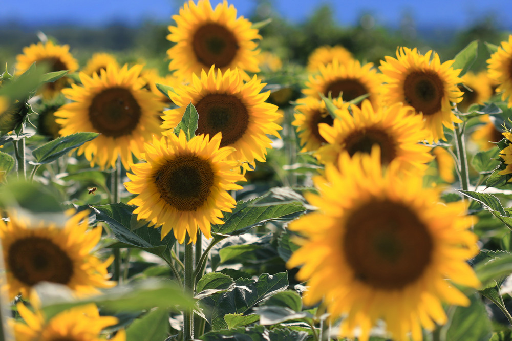 Tournesols