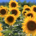 Tournesols