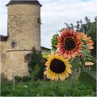 Tournesols à l’entrée du Château Guiraud